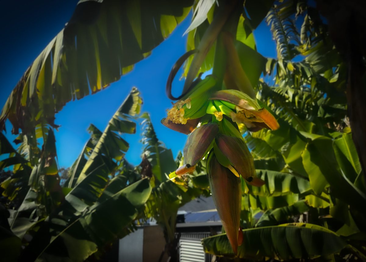 a close up of a plant