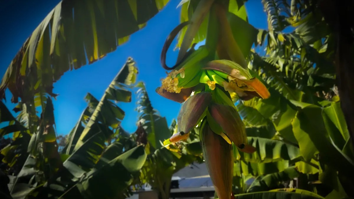 Bananas growing on a banana tree under a clear blue sky.