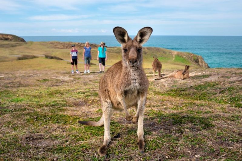 Kangaroo close-up on grassy cliff, people and ocean in background.