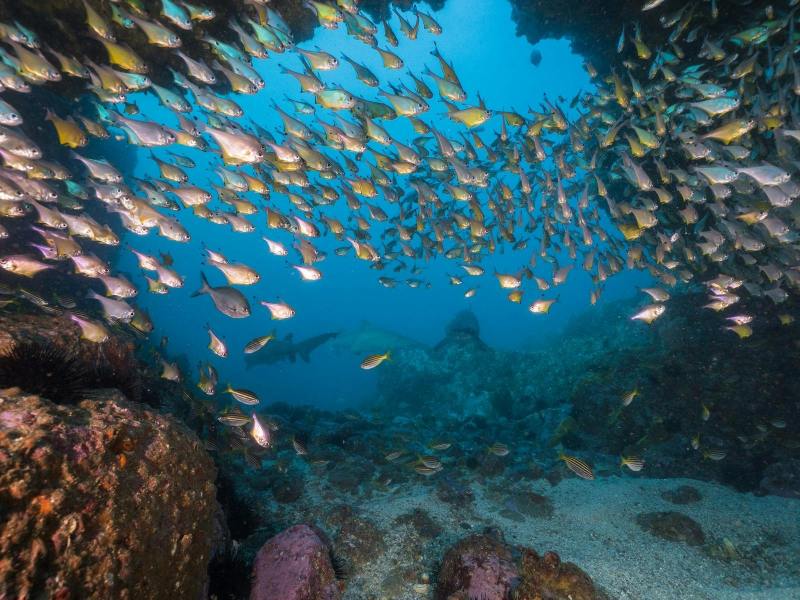 School of fish swimming underwater near coral and rocks, with a shark in the background.