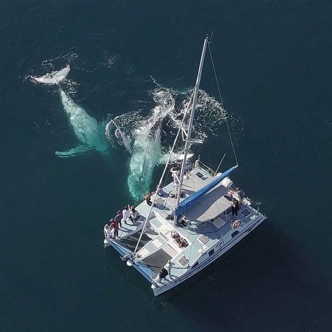 Aerial view of sailboat near two whales swimming in the ocean.
